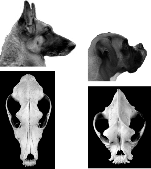 Brachycephaly in dogs.Comparison of photographs (Photos | Open-i