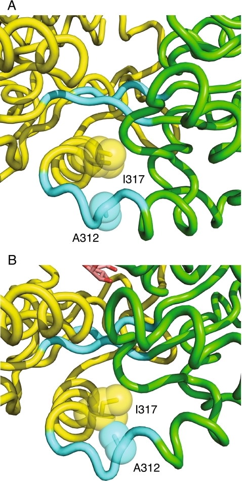 Position of A312 and I317. a Open unliganded conforma Open i