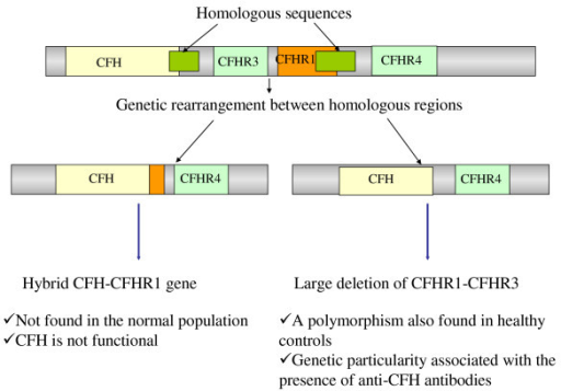 Frontiers Cfh And Cfhr Structural Variants In Atypical Hemolytic