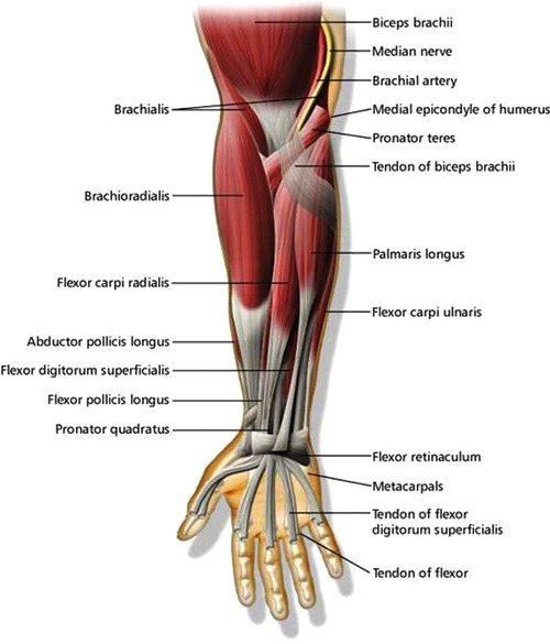 As the median nerve passes through the anterior aspect | Open-i