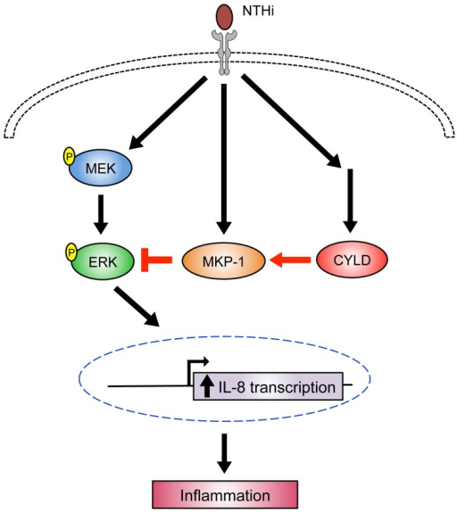 Schematic model illustrating that CYLD negatively regul | Open-i