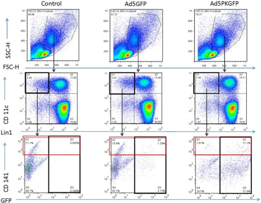 Ad5GFP-PK infects both CD141+ and CD141- DCs.Human PBMCs were infected ...