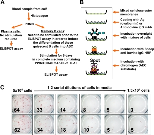 Protocol And Schematic Representation Of The B Cell ELI | Open-i