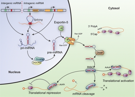 The Biogenesis Of Mirnas. Pri-mirnas Are Transcribed Fr 