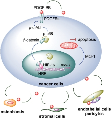 A Proposed Model For PDGF-BB Regulation Of Mcl-1 Expres | Open-i