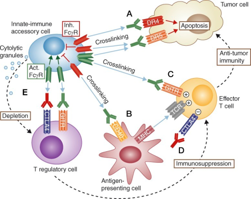 How Fcγ receptors enable anticancer efficacy of proapo | Open-i