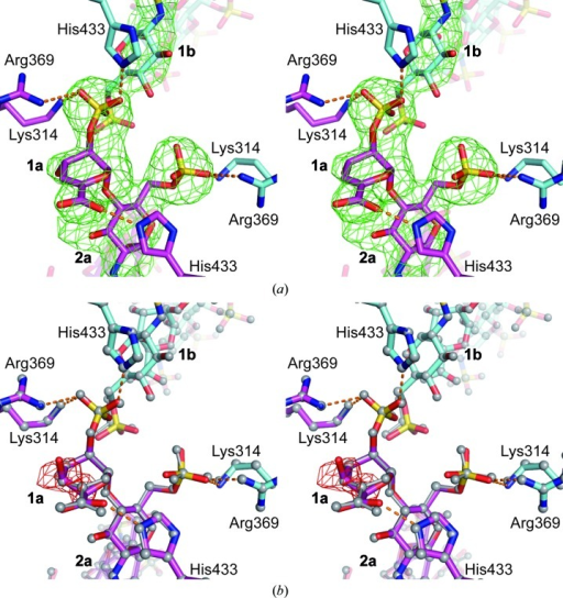 Close-up view of the nonreducing end of heparin chain a | Open-i