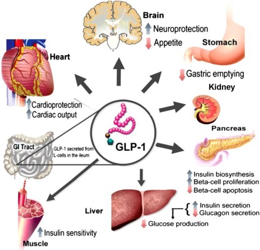 Physiology of GLP-1 secretion and action on GLP-1 recep | Open-i