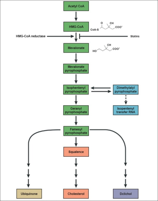 The Cholesterol Biosynthesis Pathway. Cholesterol Biosy | Open-i