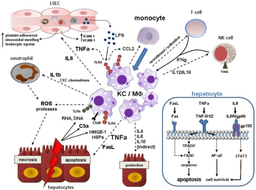 Kupffer cell (KC)/Macrophage (MΦ) contribution to acut | Open-i