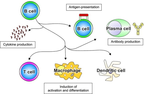 B Cells Play Multiple Roles In The Immune System. B Cel | Open-i