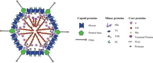 Adenovirus Structure. Schematic Representation Of The C | Open-i