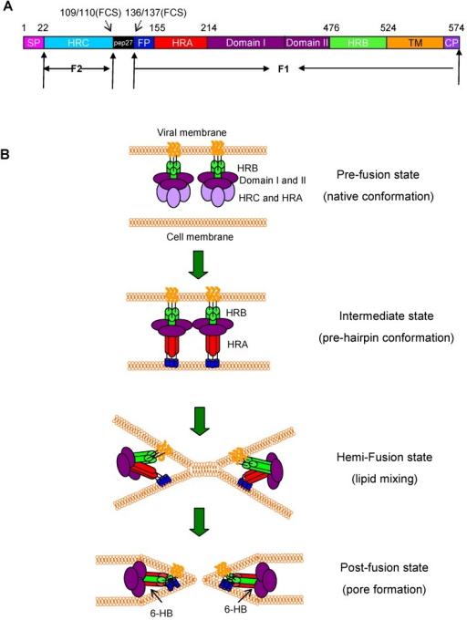 Structure Of Respiratory Syncytial Virus (RSV) F Protei | Open-i