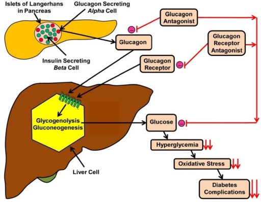 Effects of either glucagon or glucagon receptor antagon | Open-i