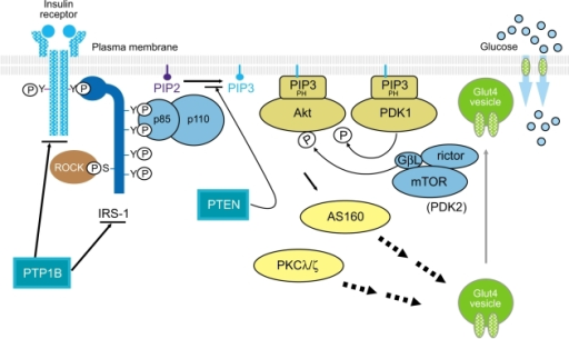 The Insulin Signaling Pathway Ptp1b Protein Tyrosine