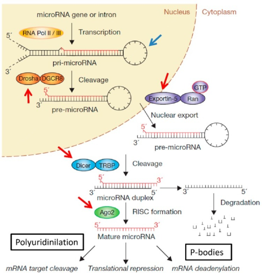 miRNA biogenesis and examples of post-transcriptional c | Open-i