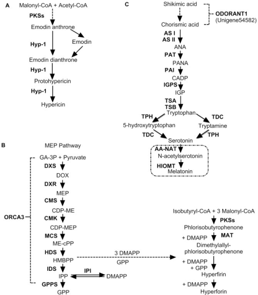 Putative biosynthesis pathways for hypericin (A), hyper | Open-i