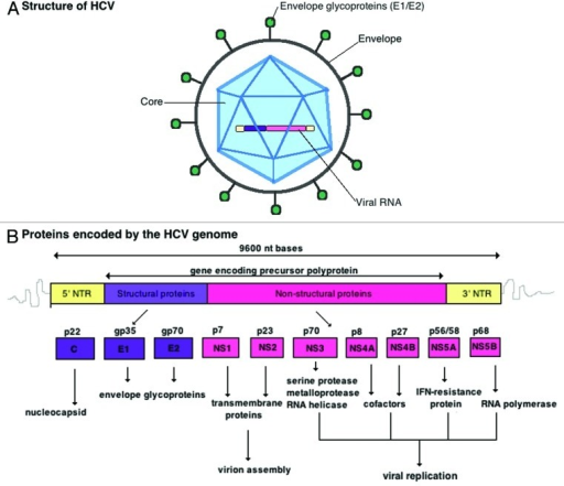 Figure 1. Hepatitis C Virus: Structure And Genomic Org 