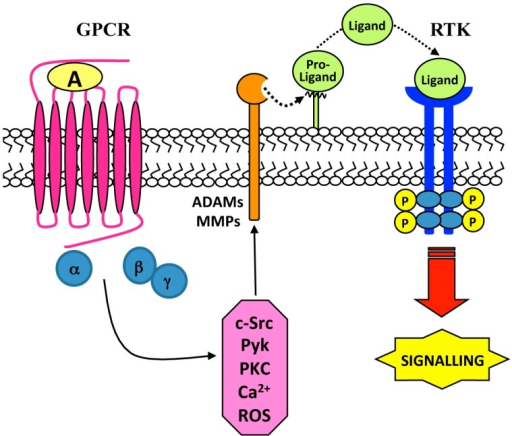 Ligand-dependent tyrosine kinase receptor (RTK) transac | Open-i