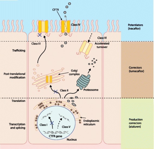 k nih mechanism of me and classes The the different CFTR mutations gene