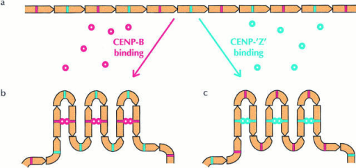 Model Depicting The Role Of CENP-B And Its Putative F | Open-i