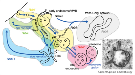 An overview of endosomal maturation. The early endosome | Open-i