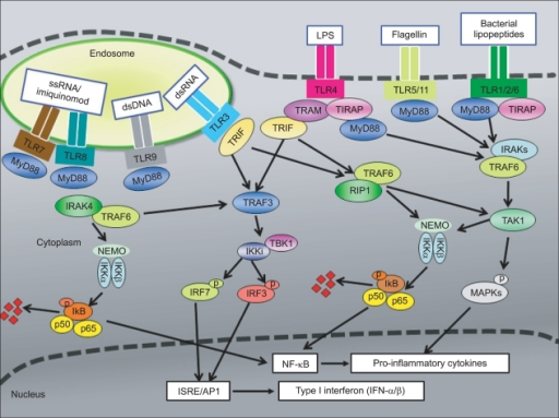 Toll-like receptor (TLR) signaling pathway. Toll-like r | Open-i