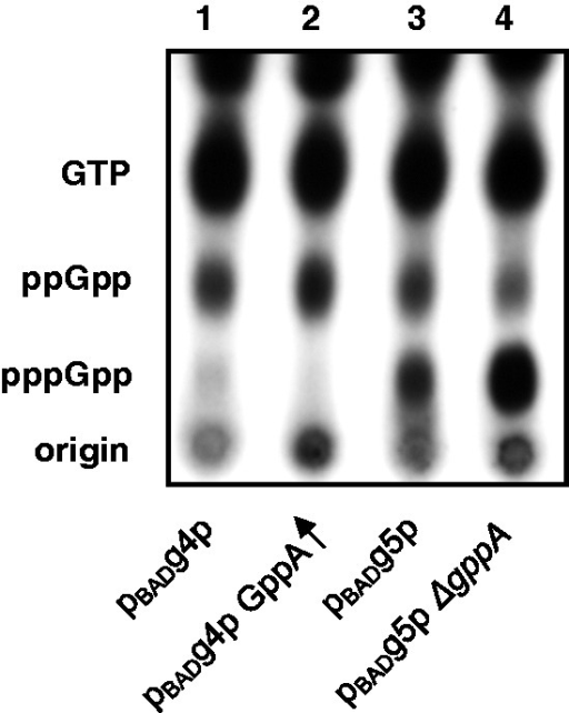 Arabinose induction of cellular ppGpp or pppGpp. An aut | Open-i