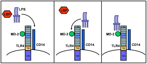 Lps Sensing Via Lbp And The Cd14md 2tlr4 Receptor Com Open I