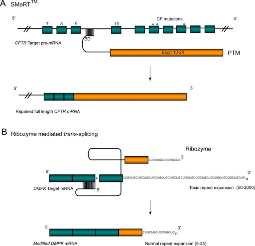 RNA Trans-Splicing(A) Correction of CF mutations in the | Open-i