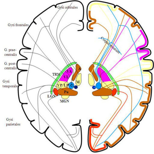 A Schematic Diagram Of The Connections Between Thalamic | Open-i