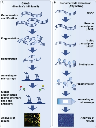 Illustration of the methodological steps for genome-wid | Open-i