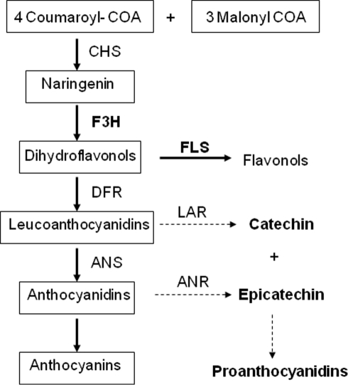 Schematic overview of the flavonoid biosynthesis pathwa | Open-i