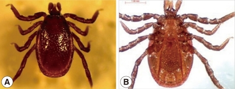 Ixodes sinensis, males. A, dorsal view; B, ventral view | Open-i