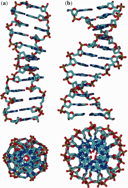 Structural Differences Of B- And Z-DNA Conformations. S | Open-i