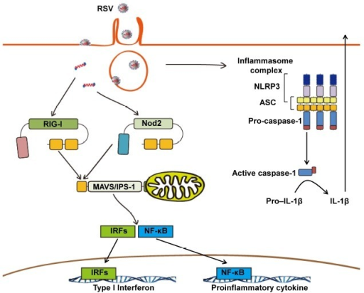 Cytoplasmic Pattern Recognition Receptor Signaling Pathway In Response To Virus | role of intra cytoplasmic pattern recognition receptors Cytoplasmic Pattern Recognition Receptor Signaling Pathway In Response To Virus | role of intra cytoplasmic pattern recognition receptors
