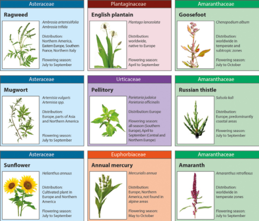 Allergy eliciting weeds in Europe© Ragweed: Elenathewi | Open-i