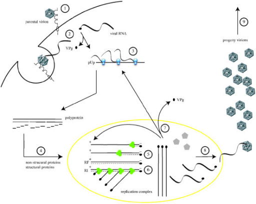 The Cellular Life Cycle Of Poliovirus. It Is Initiated | Open-i