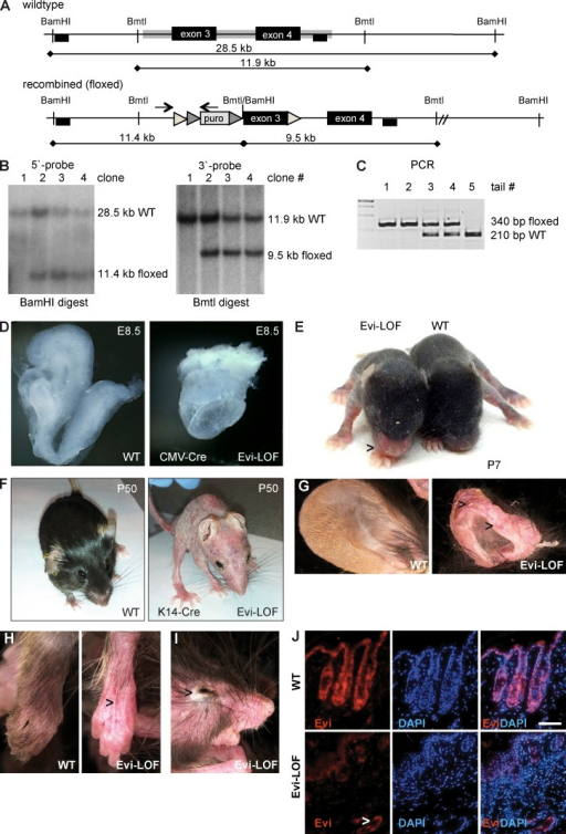 A) Generation of mice with loxP-flanked target genes (flox). (1