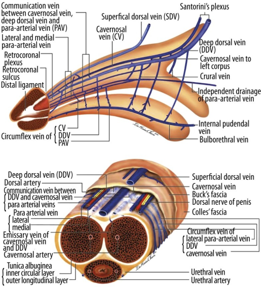 Schematic Illustration Showing Advanced Anatomy Of The Open I