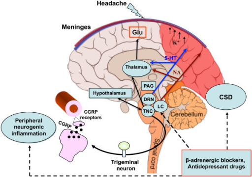 Mechanisms and structures involved in the pathogenesis | Open-i