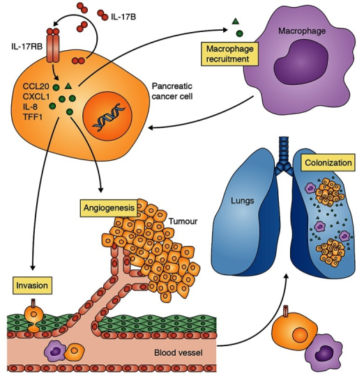 Schematic Diagram Showing The Central Role Of IL-17B– | Open-i