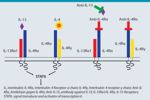 Structure Of The Interleukin-4 Receptor Comprising The | Open-i