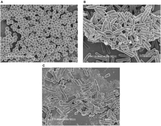 Scanning electron microscopy of the L. rhamnosus CRL 1332 biofilm