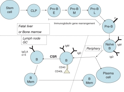 Stages Of B Cell Development. CLP, Common Lymphoid Prec | Open-i