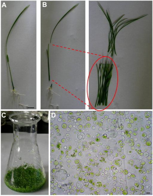 Isolation Of Protoplasts From Rice Green Tissue. A, A R | Open-i