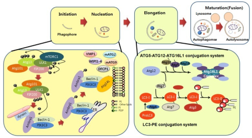 Molecular components and signaling of autophagy. Autoph | Open-i