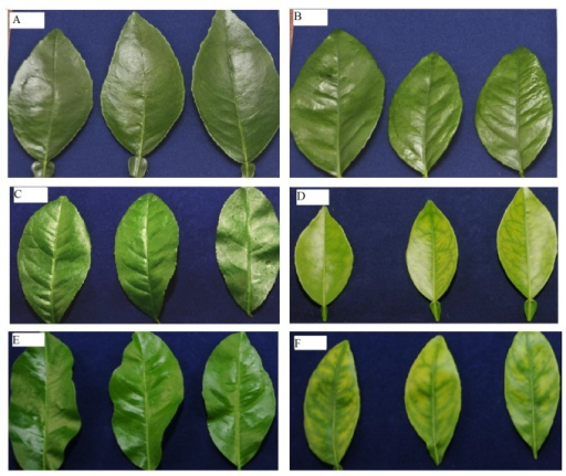 Progression of huanglongbing (HLB)-related symptoms in | Open-i