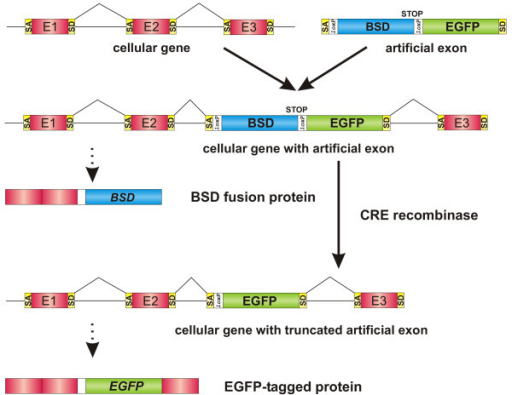 Protein Tagging System For Mammalian Cells. Schematic D | Open-i