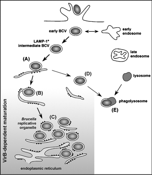 Model for Brucella evasion of macrophage killing. After | Open-i